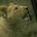 Siatlo zoologijos sodas oficialiai pristatė liūto jauniklius
