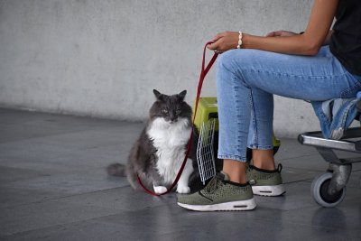 Katinas