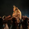 Dvynių besilaukianti Beyonce surengė įspūdingą pasirodymą: svečiai plojo atsistoję