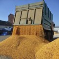 Slovakija laikinai stabdys ukrainietiškų grūdų importą