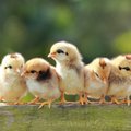 Lenkijai metamas iššūkis: kaip ši šalis įsitvirtino paukštininkystėje