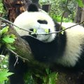 „Slaptas pandų gyvenimas“ (53 serija): tas popiečio miego saldumas