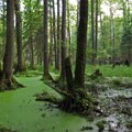 Punios šilas tapo didžiausiu gamtiniu rezervatu šalyje: apsaugotas vienintelis naturalus miško masyvas