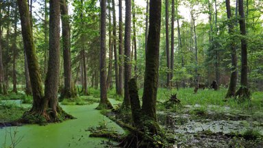 Punios šilas tapo didžiausiu gamtiniu rezervatu šalyje: apsaugotas vienintelis naturalus miško masyvas