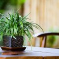 Kambariniai augalai, apie kuriuos galbūt negirdėjote – chlorofitai