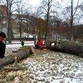 Vilniuje nupjautas bene storiausias ir seniausias miesto medis