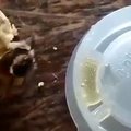 Lietuviai nufilmavo, kaip išsirita bičių motinėlė