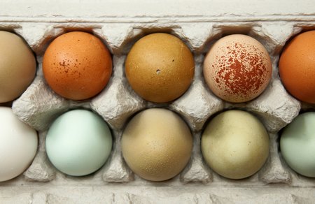 Skirtingų atspalvių vištos kiaušiniai