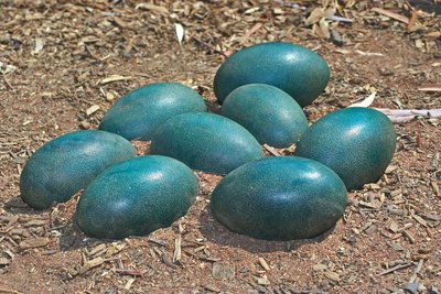 Stručio emu kiaušiniai
