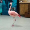 Šokiu išgarsėjęs flamingas neatsigavo po žiauraus išpuolio