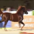 Rijade buvo renkamas gražiausias arabų veislės žirgas