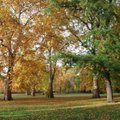 Aplinkos tvarkymas rudenį: naudingi patarimai