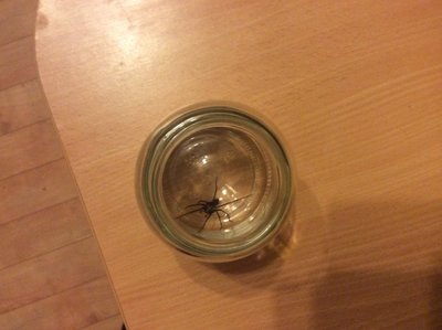 Skaitytoja rastą vorą sugavo į stiklainį