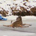 Kojotų persekiojama elnio patelė išgyveno dramą ant ledo