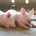 „Kiaulių veislininkystės“ privatizavimą Seimas pristabdė, bet ji bus toliau pardavinėjama
