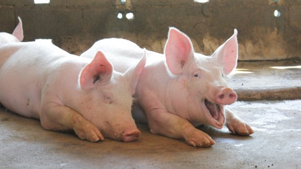 „Kiaulių veislininkystės“ privatizavimą Seimas pristabdė, bet ji bus toliau pardavinėjama