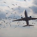 „AirAsia“ lėktuvas turėjo grįžti į Australijos oro uostą dėl susidūrimo su paukščiais