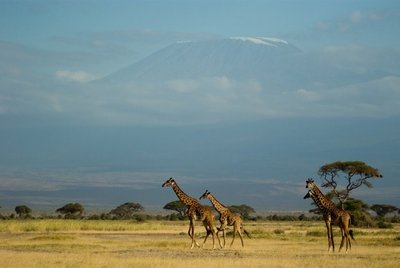 Kilimandžaro nacionalinis parkas, Tanzanija (CC BY 2.0 / Jalil Arfaoui)