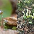 Tikras pavasaris: Lietuvoje pražydo pirmosios gėlės