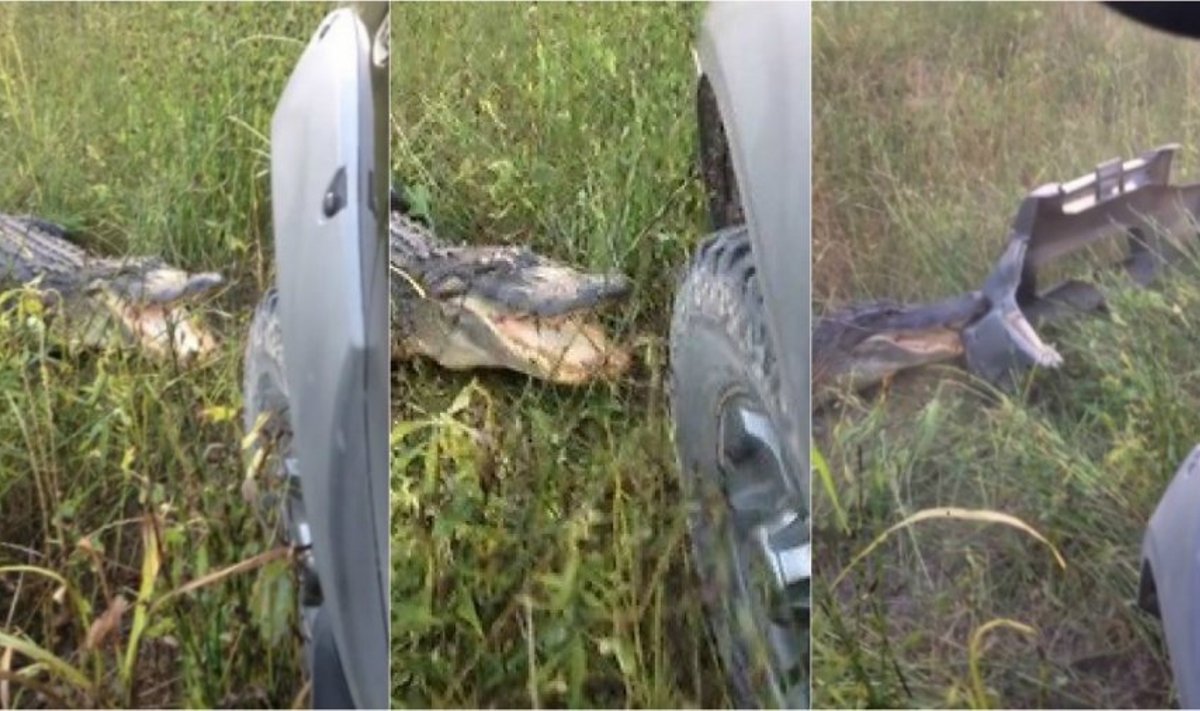 aligatorius užpuolė ir apgadino sunkvežimį 