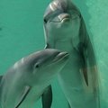 Lankytojus į Vokietijos Duisburgo zoologijos sodą vilioja trys delfino jaunikliai