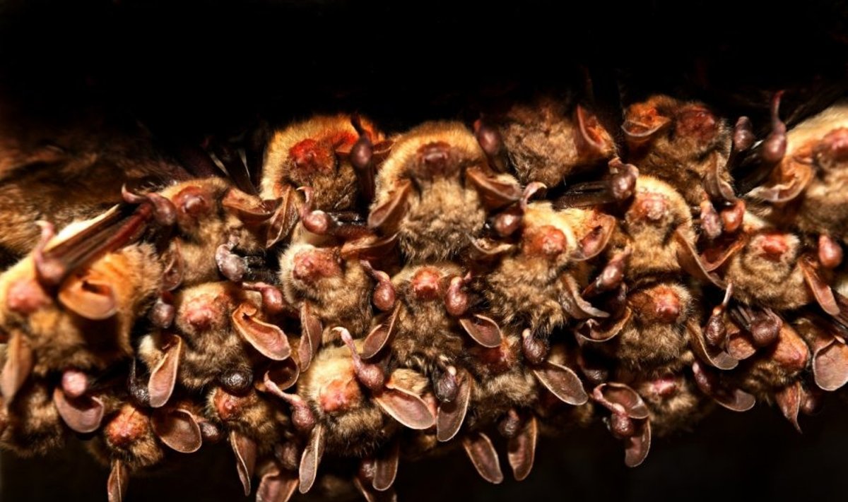 Šikšnosparnių kolonija