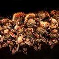 Šikšnosparnių naktis Verkiuose: ultragarso detektoriaus traškėjimas, 5 tūkst. uodų ir žmogaus dydžio šikšnosparniai
