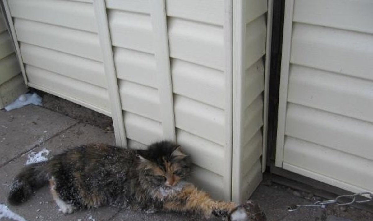Čia pat už sienos buvusių namo šeimininkų katės kančios nesujaudino