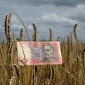 Vieni ukrainietiškus grūdus draudžia, kiti kelią atveria: lietuvių ūkininkai perspėja apie kenksmingą pagundą