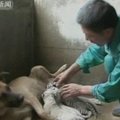 Kalė Kinijoje augina keturis baltojo tigro jauniklius