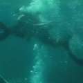 Meksikoje narai išgelbėjo kuprotąjį banginį
