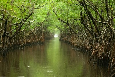 Evergleidso nacionalinis parkas (CC BY 2.0/ Chauncey Davis nuotr.)