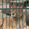 Šimtai nugaišusių ar net dingusių gyvūnų Lietuvos zoologijos soduose: ką dėl to daro atsakingos institucijos?