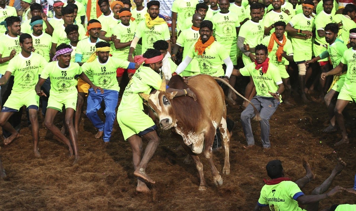 Per grumtynių su buliais festivalį Indijoje jau sužeisti dešimtys žmonių
