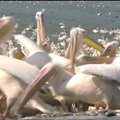 Izraelyje maitinami tūkstančiai migruojančių pelikanų
