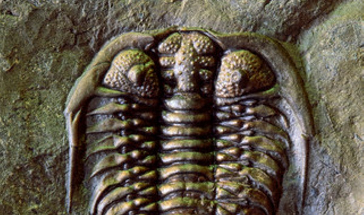 Trilobito fosilija