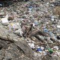 Mokslininkų išvada: išmestas plastikas lengvai grįžta į mūsų lėkštes