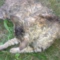 Vilniaus Naujamiestyje - baisus pavojus katėms