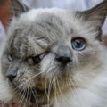Nugaišo pasaulio Guinnesso rekordininkė – dviveidė katė