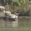 Japonijos miestelio upėje apsigyvenęs ruonis tapo šalies įžymybe