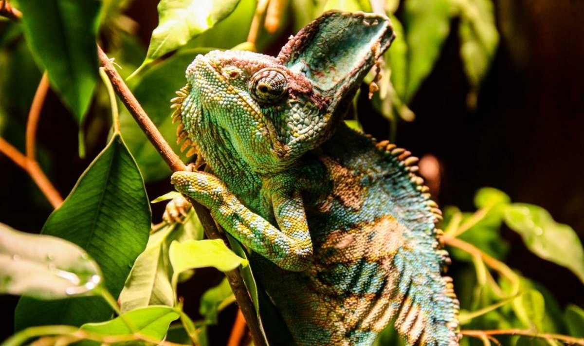 Zoologijos sode pristatytas Jemeno chameleonas