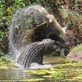 Neįtikėtini vaizdai: krokodilas kanibalas sudoroja savo gentainį
