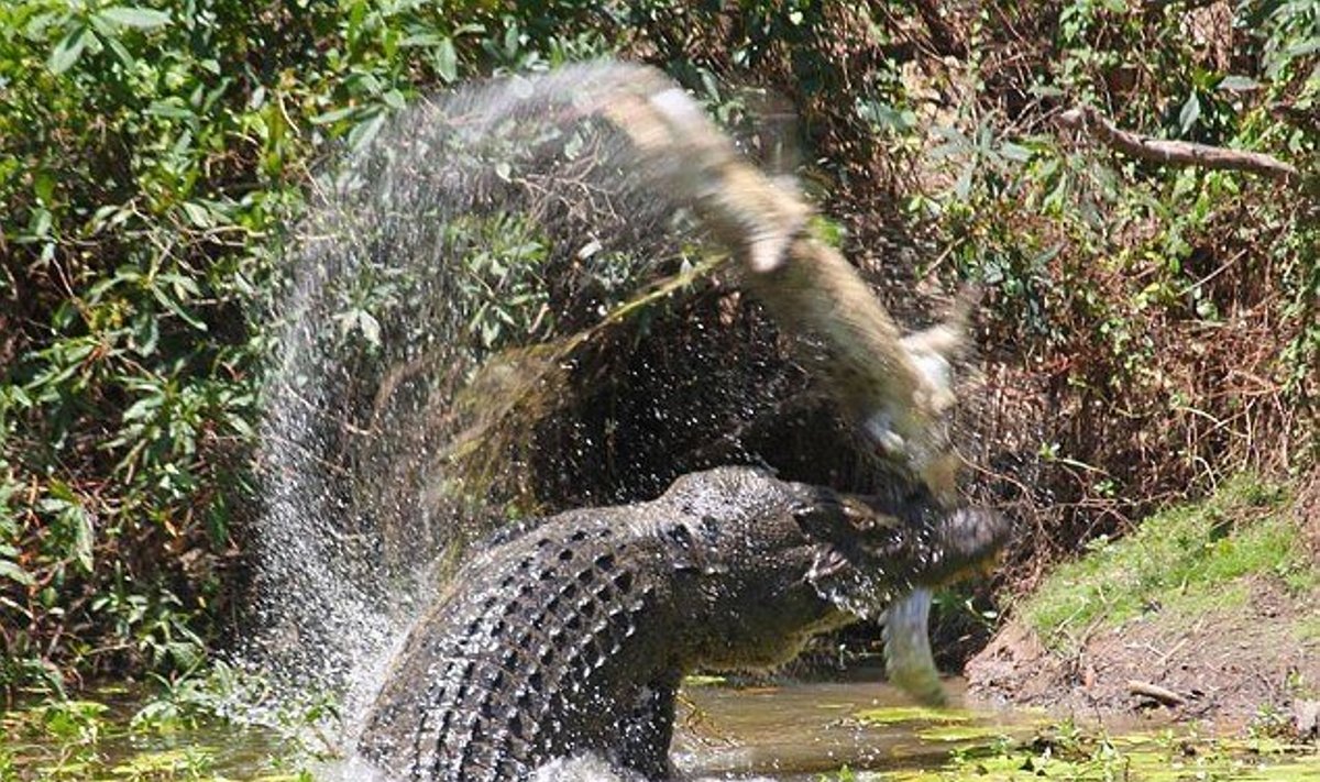 Krokodilas užpuola savo gentainį