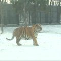 Pripūstus balionus primenantys Sibiro tigrai užkariauja internetą