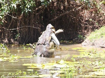 Krokodilas užpuola savo gentainį