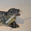 Jūrų muziejaus ruoniukai gavo Druskiaus ir Botnio vardus