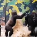 Gorila bandė įtraukti į žaidimą giminaitį