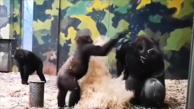 Gorila bandė įtraukti į žaidimą giminaitį