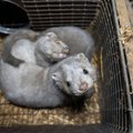 Banning fur farms does not ensure animal welfare as animals will be left at farms