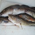 Mokslininkai ištyrė gyvsidabrio kiekį lietuvių pamėgtose žuvyse: paaiškėjo, kuriose jo yra daugiausiai